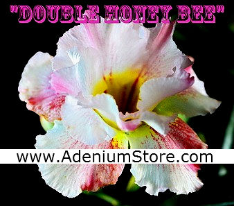 Rare Adenium \'Double Honey Bee\' 5 Seeds